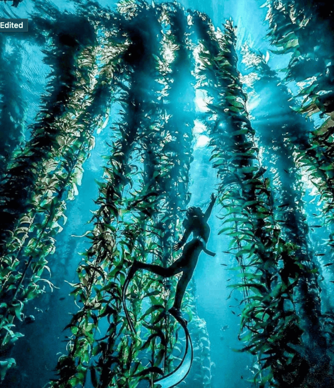 How to Dive Channel Islands National Park